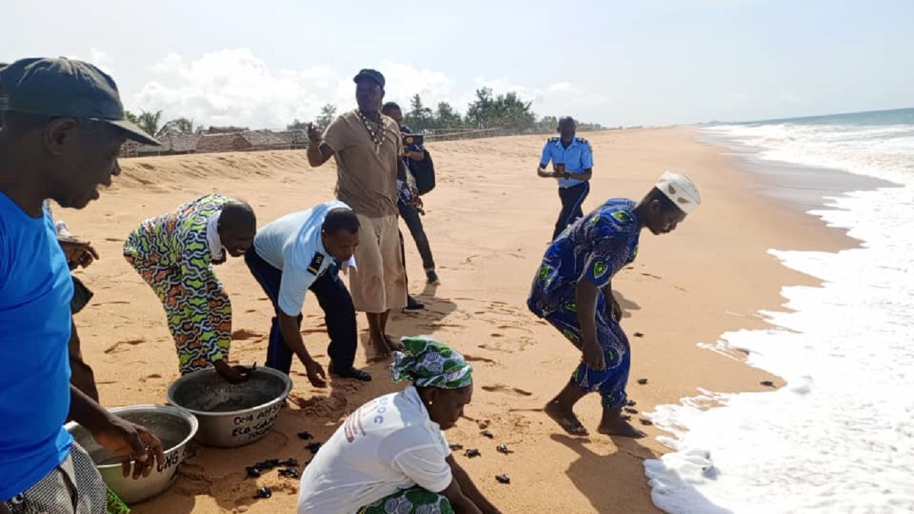 Lâcher de petites tortues sur la plage de Togbin