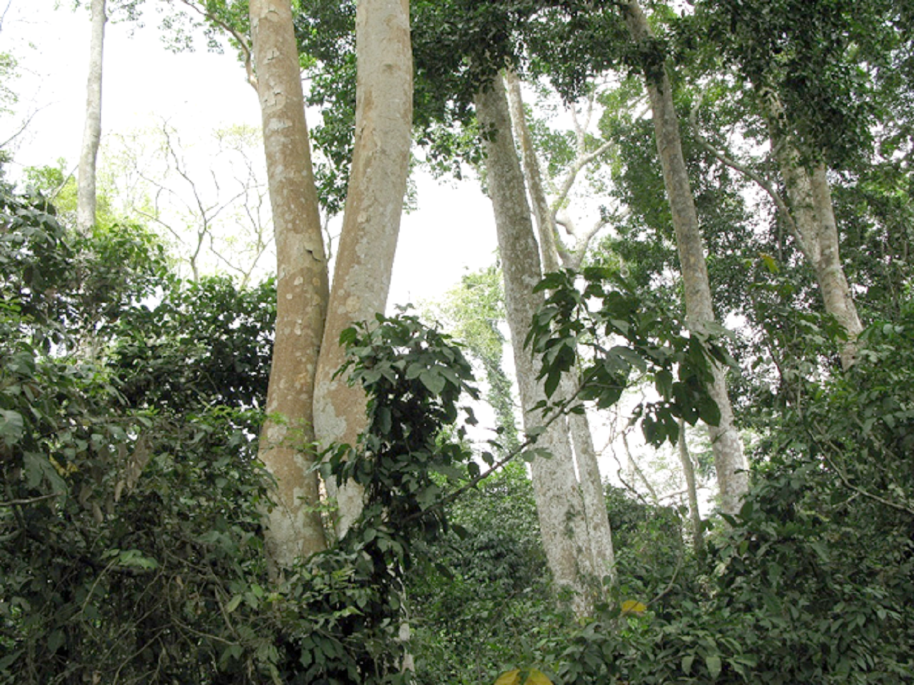 Des voix s’élèvent pour demander une meilleure  protection des forêts reliques