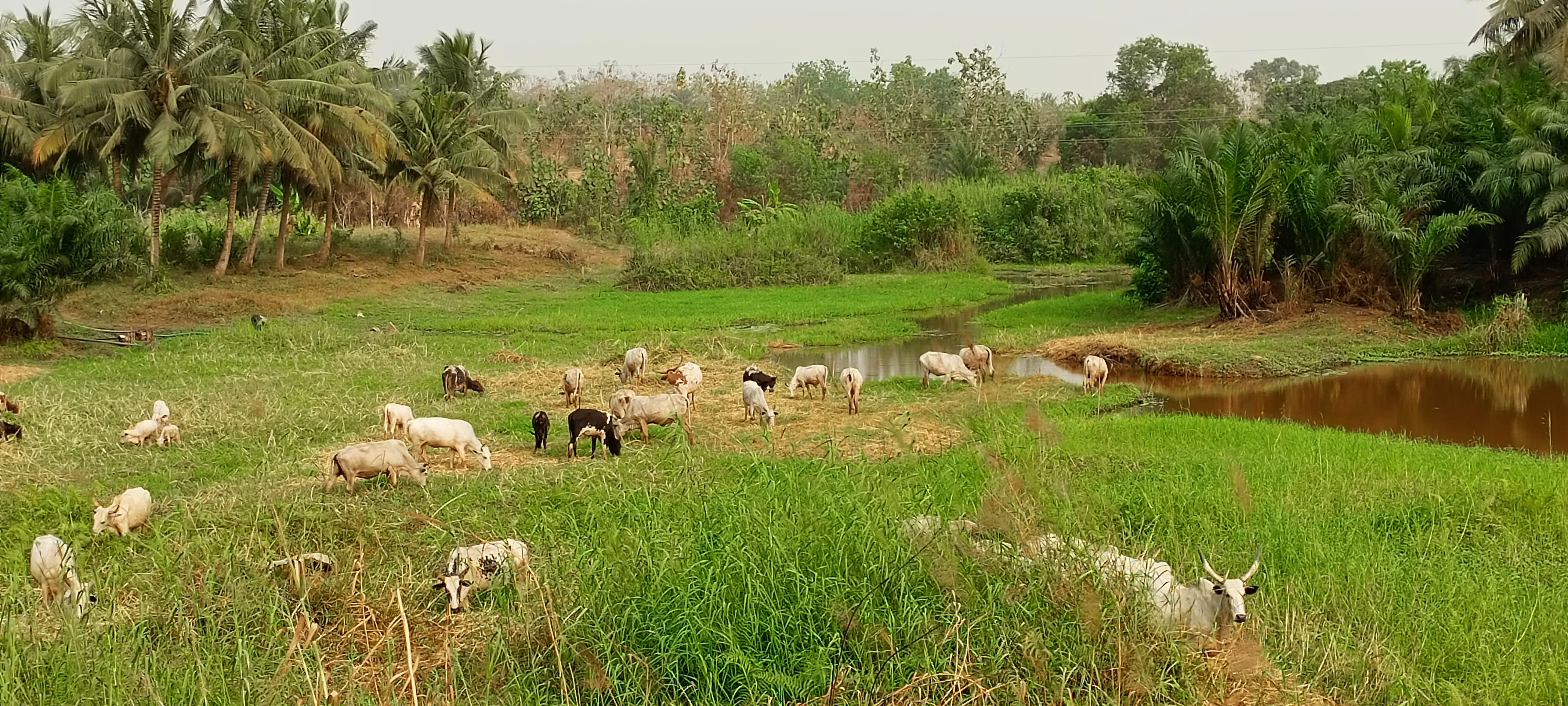 De plus en plus de bœufs à nourrir, à faire paître alors  que les friches s’amenuisent