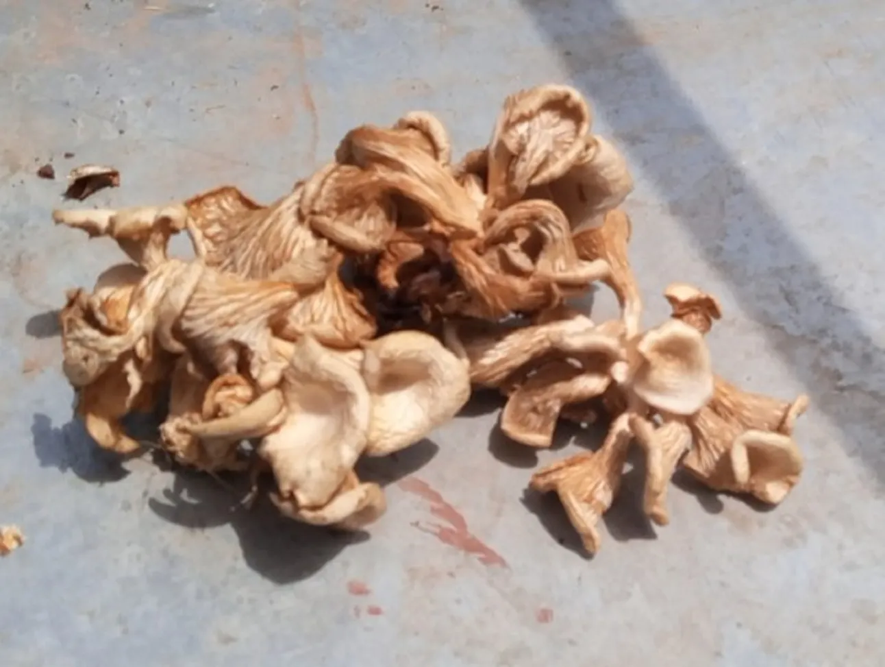 Du champignon séché après la récolte dans la champignonnière