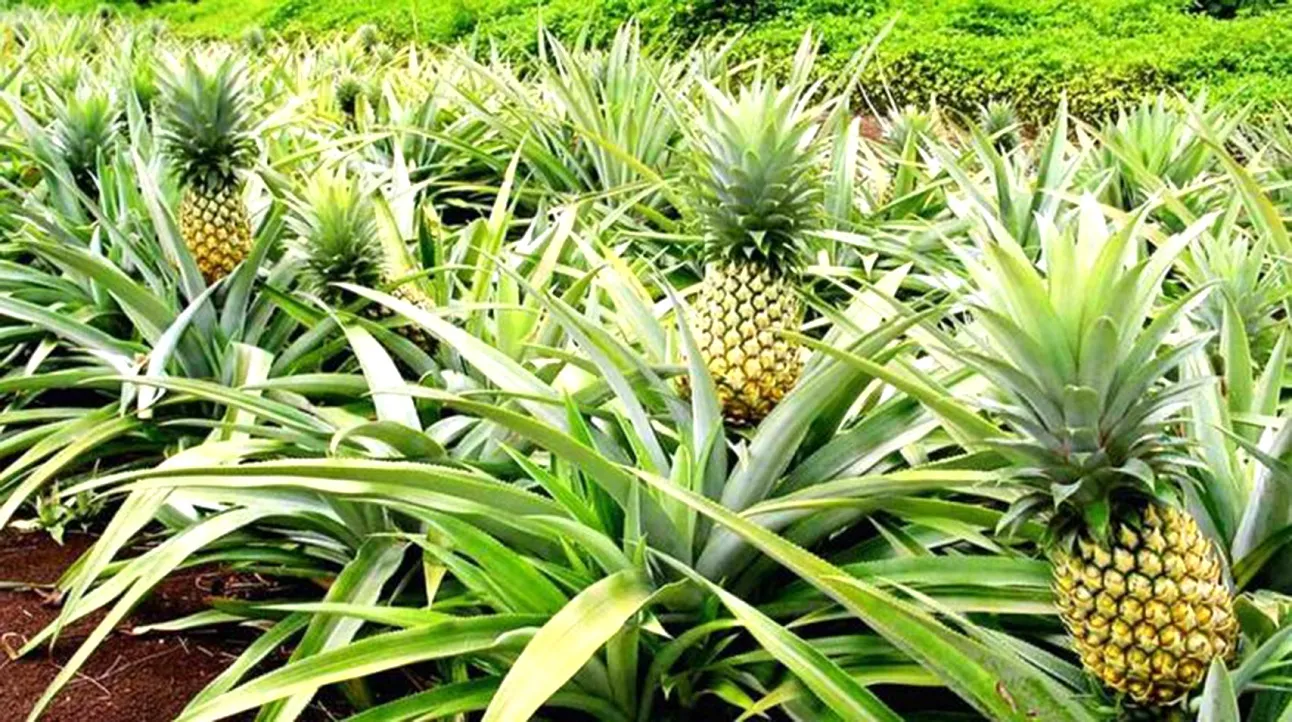 Une nouvelle impulsion à la filière ananas