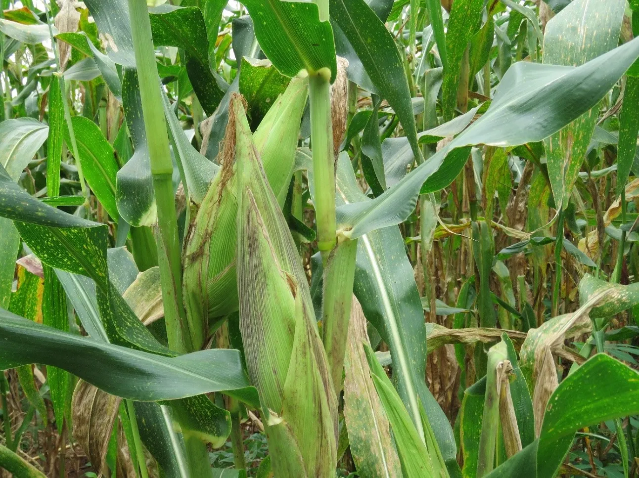 De nouveaux agents pour favoriser la révolution agricole