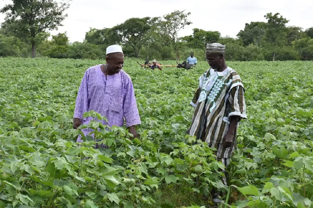 La croissance végétative du coton n’a pas connu  une grande perturbation
