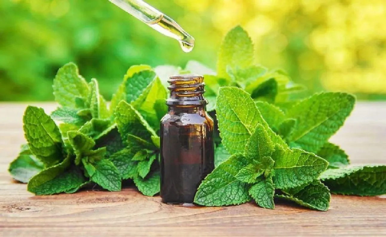 L’huile essentielle de menthe poivrée présente, une action antispasmodique qui contribue à relaxer les muscles lisses intestinaux