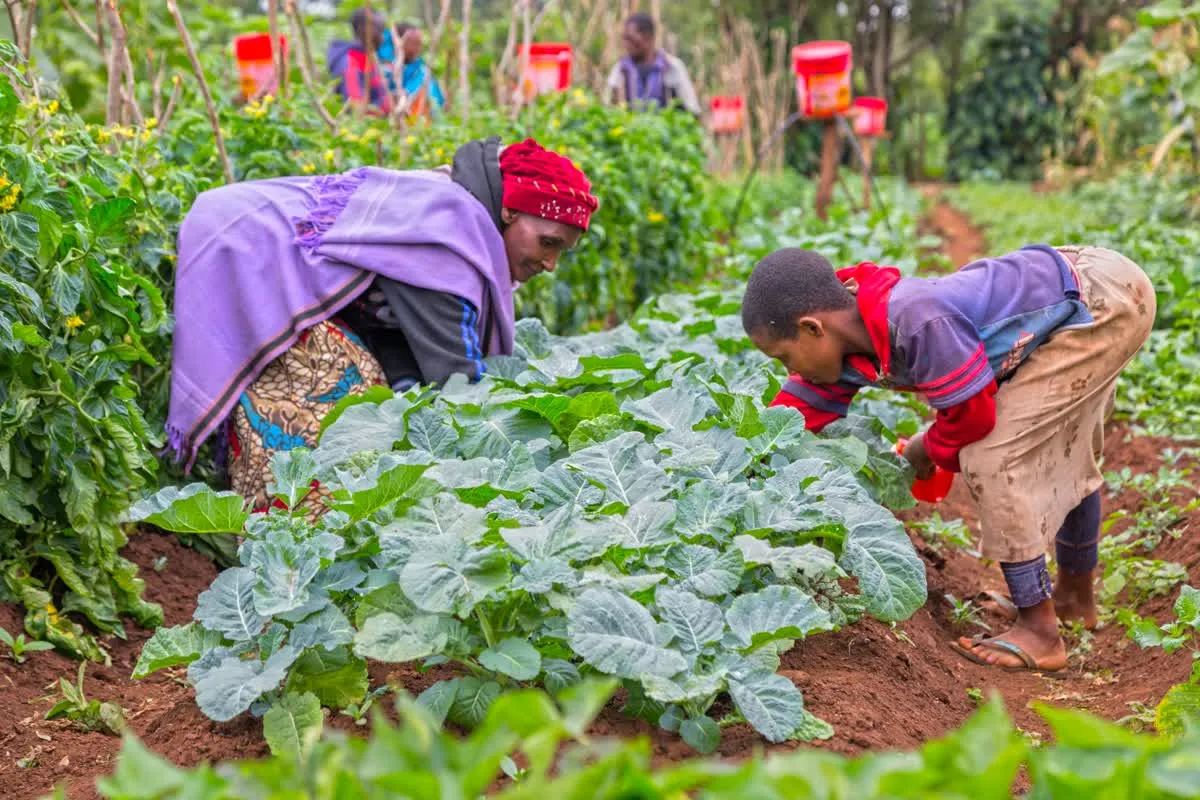 Mieux tirer parti des interactions entre végétaux, animaux,  hummains et environnement