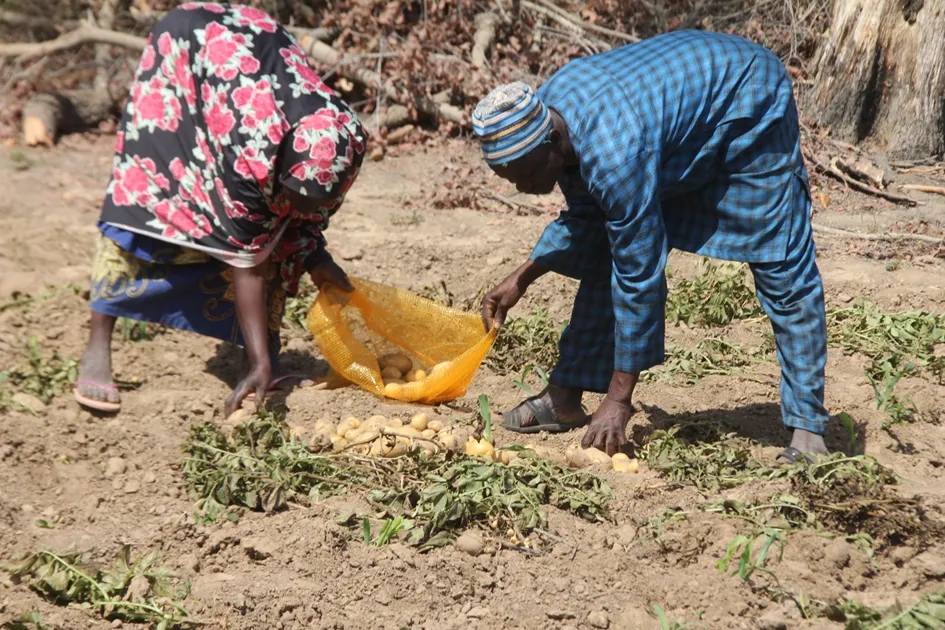 Les producteurs béninois doivent faire face à la concurrence avec  les pommes de terre importées