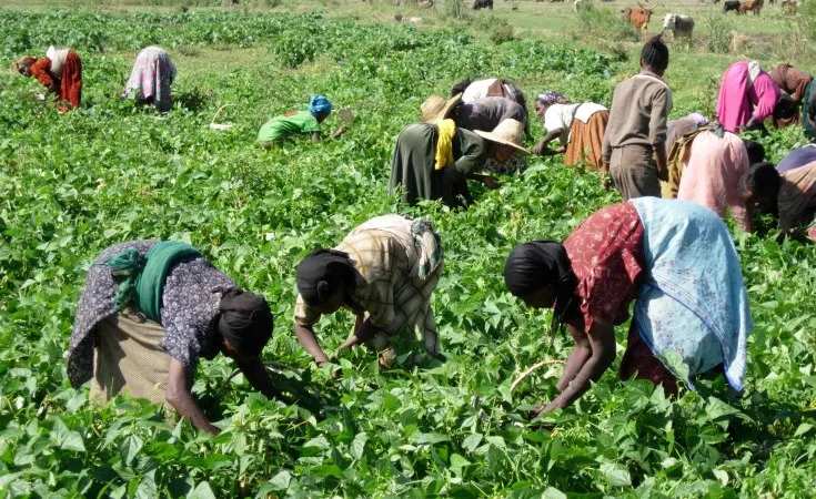 Sécuriser les revenus des producteurs pour favoriser une  meilleure production
