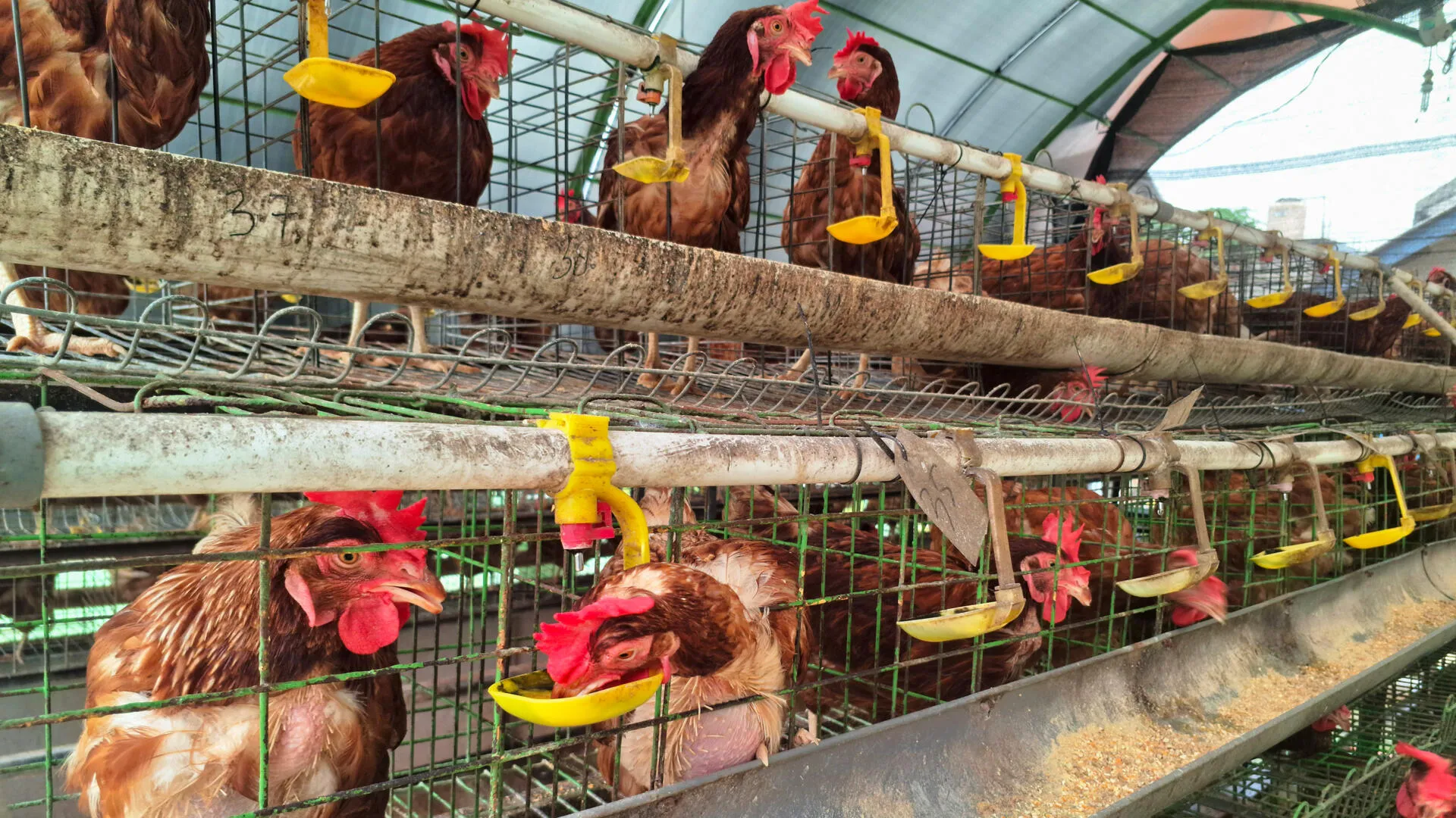 Avec cet investissement, le Bénin ambitionne de faire émerger une filière avicole intégrée, durable et innovante, créatrice d’emplois et moteur de souveraineté alimentaire