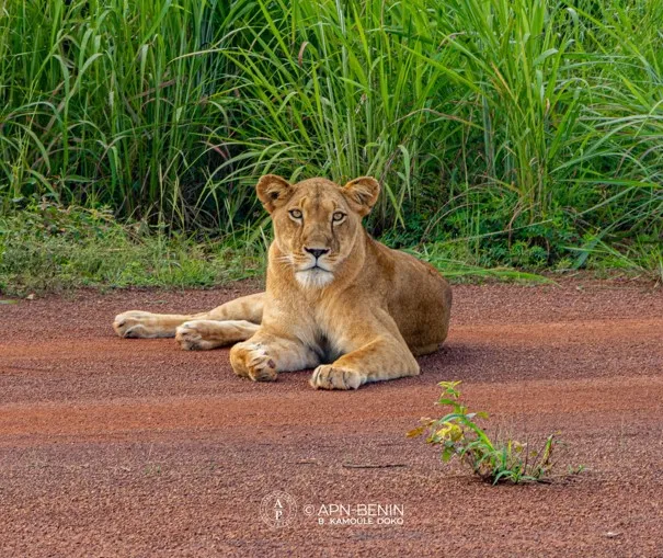 Le roi de la savane face à une survie de plus en plus menacée
