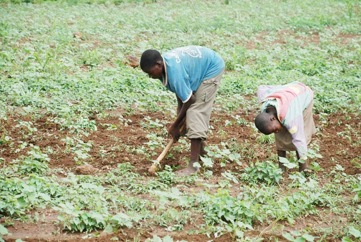 La protection sociale des agriculteurs figure parmi les orientations an- noncées pour mieux sécuriser les revenus des producteurs et renforcer  la résilience du secteur agricole