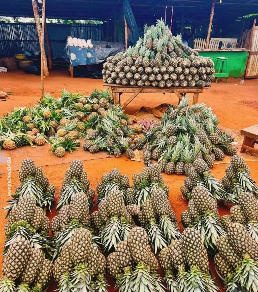 Le Bénin accélère et vise 12 000 tonnes à l’export