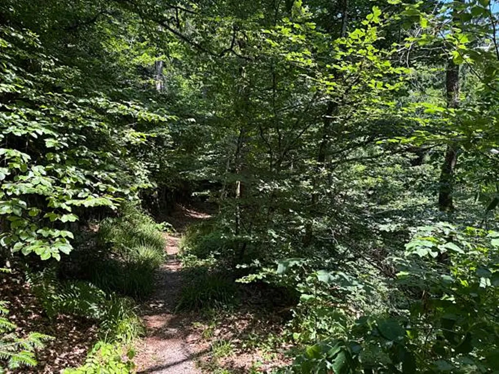 Forêts au Bénin